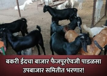 बकरी ईदचा बाजार फैजपूरऐवजी पाडळसा उपबाजार समितीत भरणार!