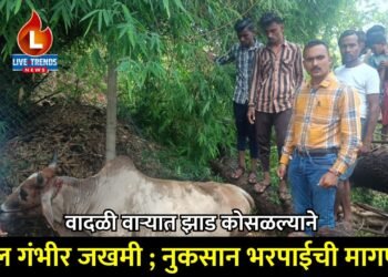 वादळी वाऱ्यात झाड कोसळल्याने बैल गंभीर जखमी; नुकसान भरपाईची मागणी