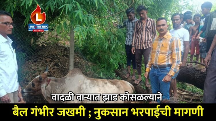 वादळी वाऱ्यात झाड कोसळल्याने बैल गंभीर जखमी; नुकसान भरपाईची मागणी