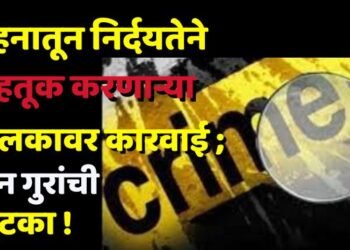 वाहनातून निर्दयतेने वाहतूक करणाऱ्या चालकावर कारवाई; तीन गुरांची सुटका !