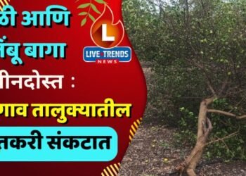 केळी आणि लिंबू बागा जमीनदोस्त : भडगाव तालुक्यातील शेतकरी संकटात