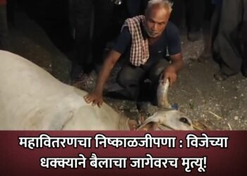 महावितरणचा निष्काळजीपणा : विजेच्या धक्क्याने बैलाचा जागेवरच मृत्यू!