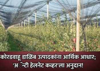 कोरडवाहू डाळिंब उत्पादकांना आर्थिक आधार; ‘अॅन्टी हेलनेट कव्हर’ला अनुदान!