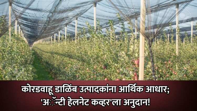 कोरडवाहू डाळिंब उत्पादकांना आर्थिक आधार; ‘अॅन्टी हेलनेट कव्हर’ला अनुदान!