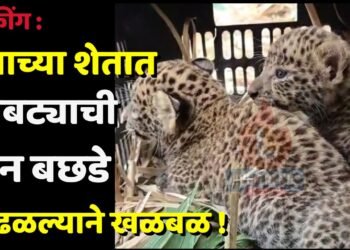 ब्रेकींग : उसाच्या शेतात बिबट्याची दोन बछडे आढळल्याने खळबळ !