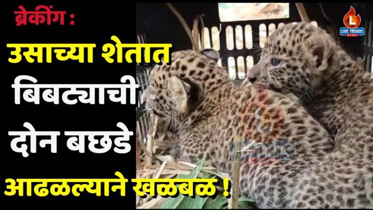 ब्रेकींग : उसाच्या शेतात बिबट्याची दोन बछडे आढळल्याने खळबळ !