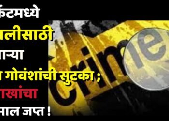 कत्तलीसाठी नेणाऱ्या तीन गोवंशांची सुटका ; २ लाखांचा मुद्देमाल जप्त !