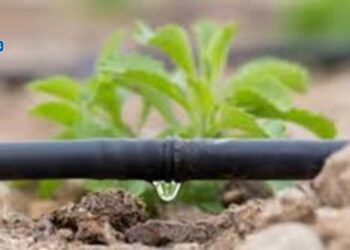 ‘प्रति थेंब अधिक पिक’ योजनेत शेतकऱ्यांसाठी विशेष मोहीम; मिळणार अनूदान