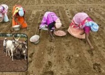 शेतकऱ्यांनो धोका टाळा, पेरण्यांची घाई करू नका; १५ जून नंतरच मान्सून सक्रीय होण्याची शक्यता !